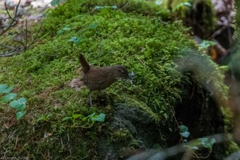 2024年6月1日(土) 奥日光の野鳥観察記録