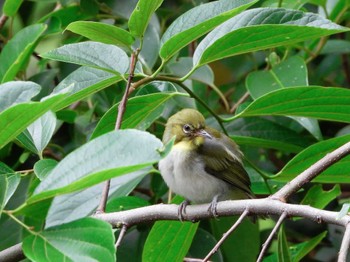 Warbling White-eye Hattori Ryokuchi Park Sun, 6/2/2024