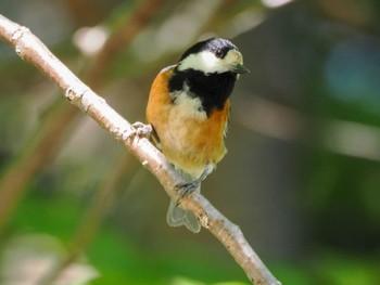 2024年6月2日(日)  円山公園の野鳥観察記録