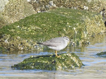 キアシシギ 湧洞沼(豊頃町) 2024年6月2日(日)