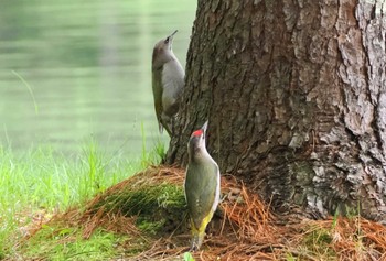 2024年6月3日(月) 北大研究林(北海道大学苫小牧研究林)の野鳥観察記録