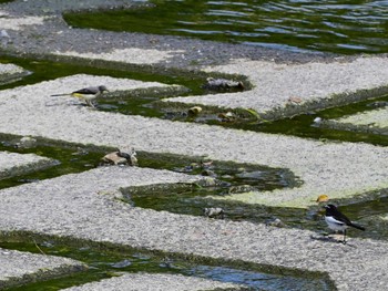 Grey Wagtail 鴨川 Sat, 5/25/2024