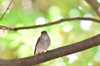 Asian Brown Flycatcher Kyoto Gyoen Sat, 5/25/2024