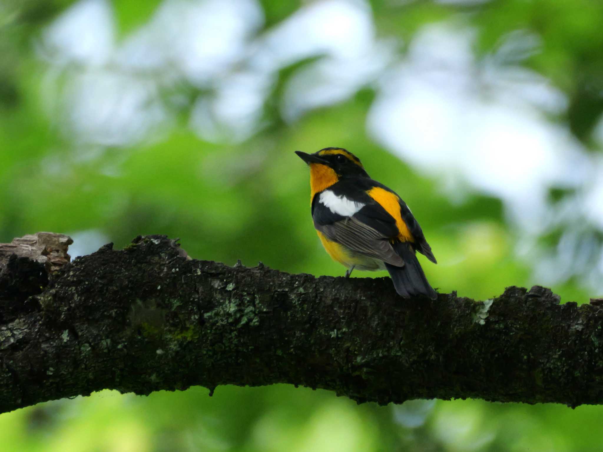 秩父 キビタキの写真 by little birds