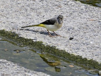 Grey Wagtail 鴨川 Sat, 5/25/2024