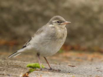 White Wagtail 蓼科 Sun, 6/2/2024