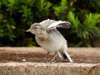 Sun, 6/2/2024 Birding report at 蓼科