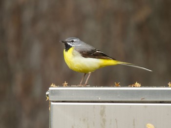 Grey Wagtail 蓼科 Sun, 6/2/2024