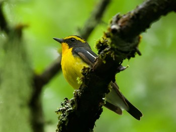 Narcissus Flycatcher 蓼科 Sun, 6/2/2024