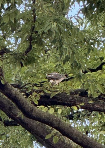 Tue, 6/4/2024 Birding report at 徒歩圏内n(23区西部)