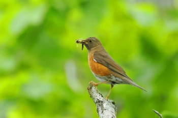 アカハラ 北大研究林(北海道大学苫小牧研究林) 2024年6月3日(月)