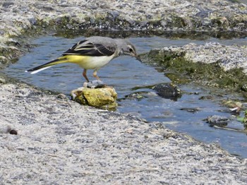 Grey Wagtail 鴨川 Sat, 5/25/2024