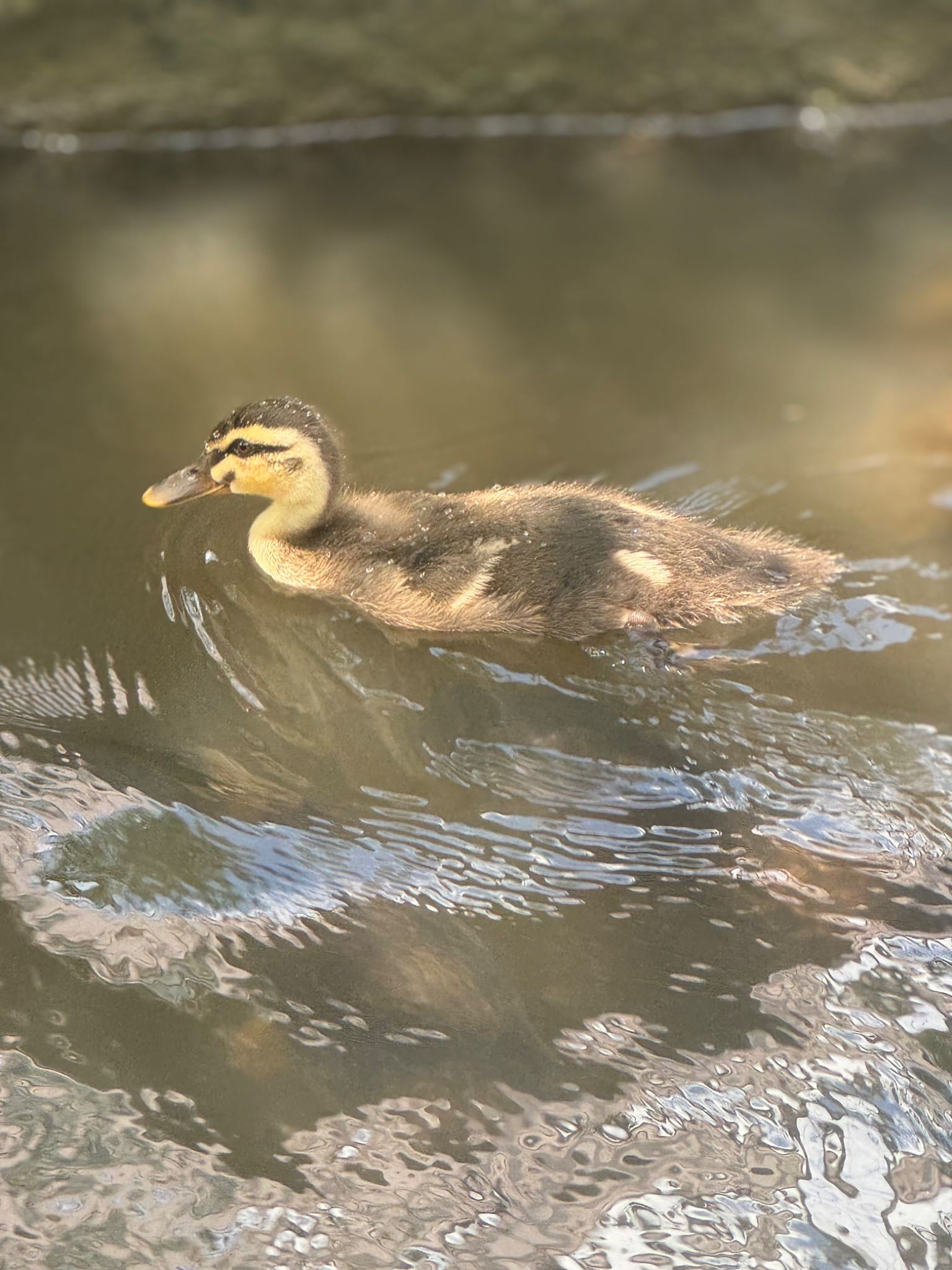 新中川河川敷 カルガモの写真 by yuco