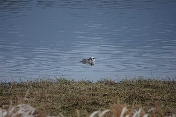 未同定 昆陽池公園 2019年1月12日(土)