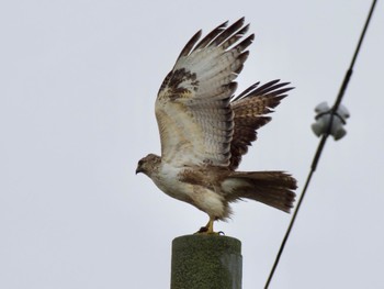 2024年6月2日(日) 霧ヶ峰高原の野鳥観察記録