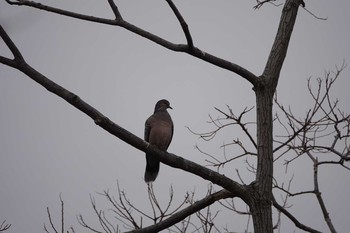 キジバト 昆陽池公園 2019年1月12日(土)