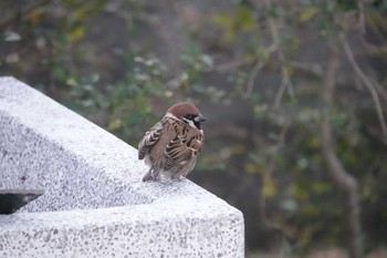 スズメ 瑞穂緑地 2019年1月13日(日)