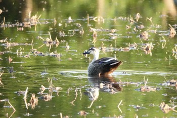 Eastern Spot-billed Duck 大阪府高槻市 Unknown Date