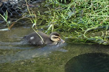 Eastern Spot-billed Duck 大阪府高槻市 Unknown Date