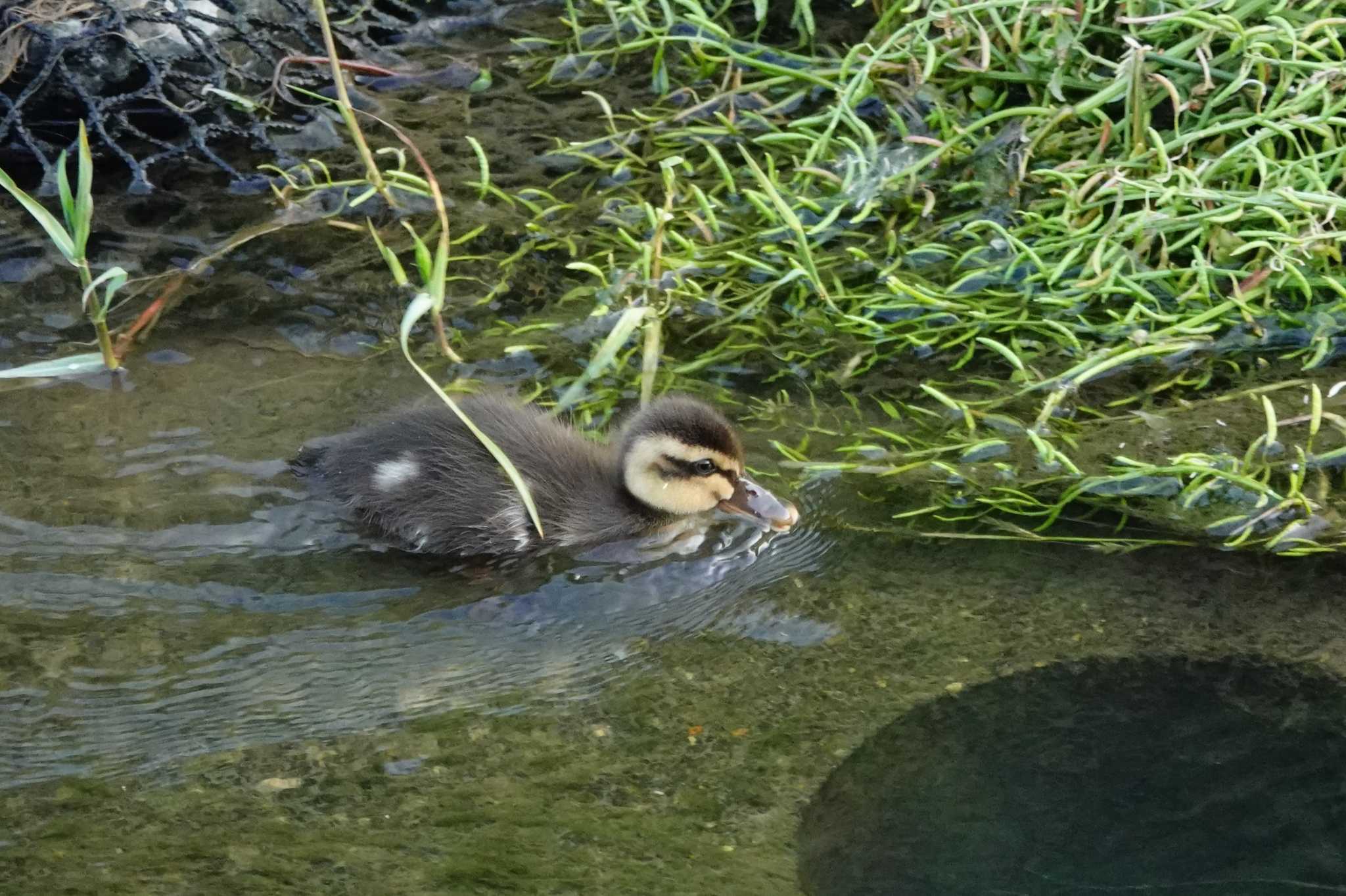 Photo of Eastern Spot-billed Duck at 大阪府高槻市 by ゆかゆ