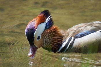 オシドリ 中島公園 2024年6月4日(火)