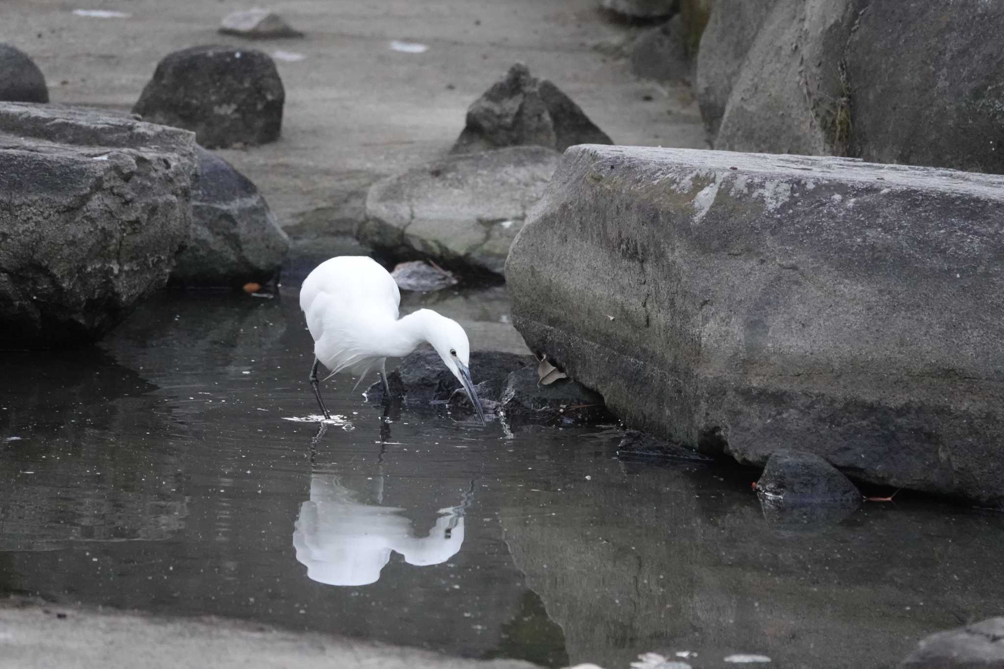 Photo of シロサギ at 瑞穂緑地 by レスター