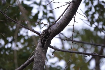 コゲラ 昆陽池公園 2019年1月13日(日)