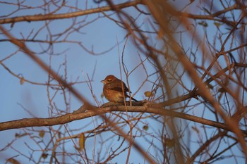 未同定 昆陽池公園 2019年1月13日(日)