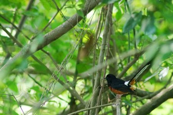 アカハラシキチョウ 台湾台南 2024年5月11日(土)