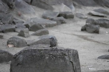 未同定 瑞穂緑地 2019年1月14日(月)