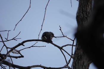 未同定 昆陽池公園 2019年1月14日(月)