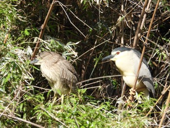 Tue, 6/4/2024 Birding report at 横十間川親水公園(東京都江東区)