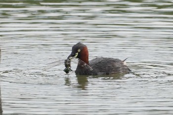 2024年6月1日(土) 伊佐沼の野鳥観察記録