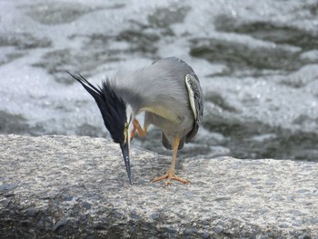 Striated Heron 天野川 Thu, 5/23/2024