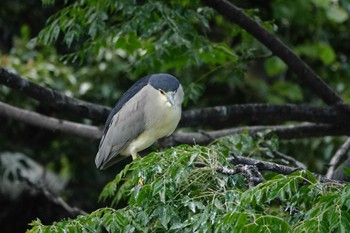 Black-crowned Night Heron 耳原公園 Tue, 6/4/2024