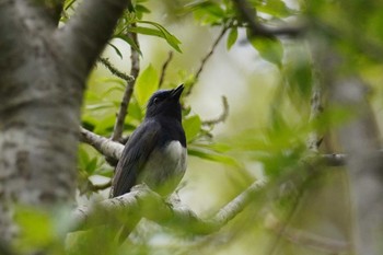 オオルリ 旭山記念公園 2024年5月6日(月)