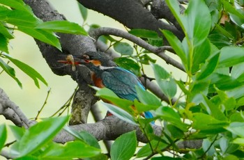 2024年6月4日(火) 茶臼山の野鳥観察記録