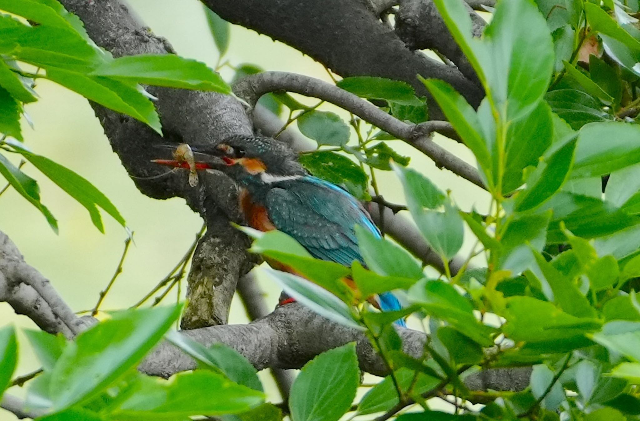 Common Kingfisher