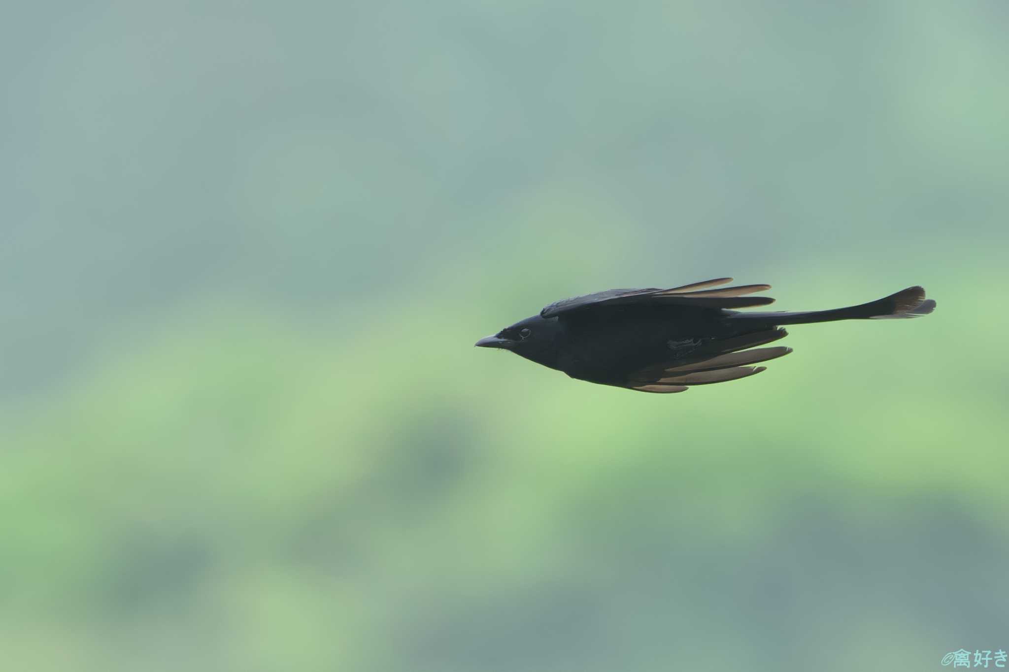 Photo of Black Drongo at 鹿児島県 by 禽好き