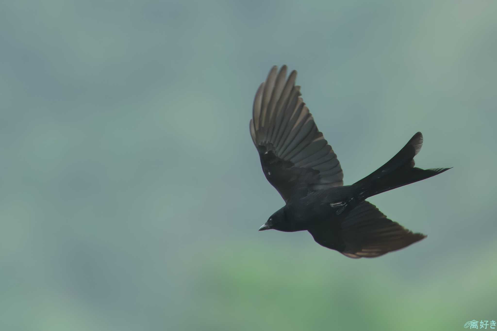 Photo of Black Drongo at 鹿児島県 by 禽好き