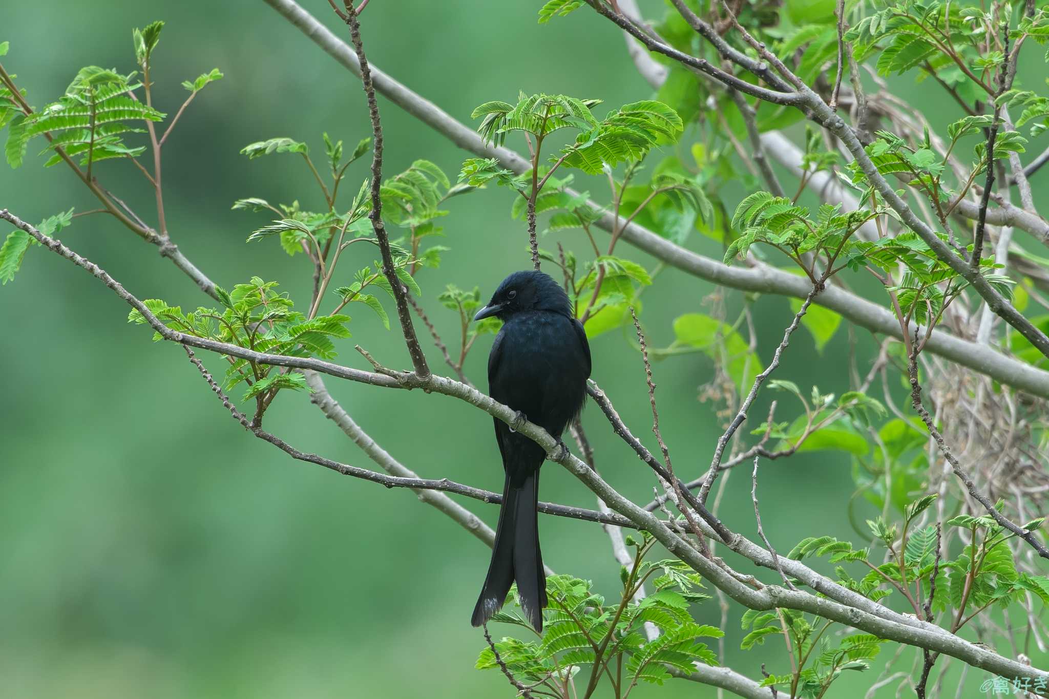 Black Drongo