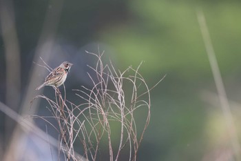 2024年6月2日(日) 北富士演習場の野鳥観察記録