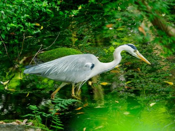 Grey Heron 江津湖 Sun, 6/2/2024