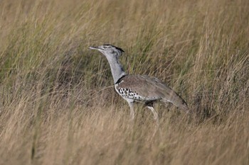 アフリカオオノガン モレミ動物保護区(オカバンゴ・デルタ)ボツワナ 2024年5月15日(水)