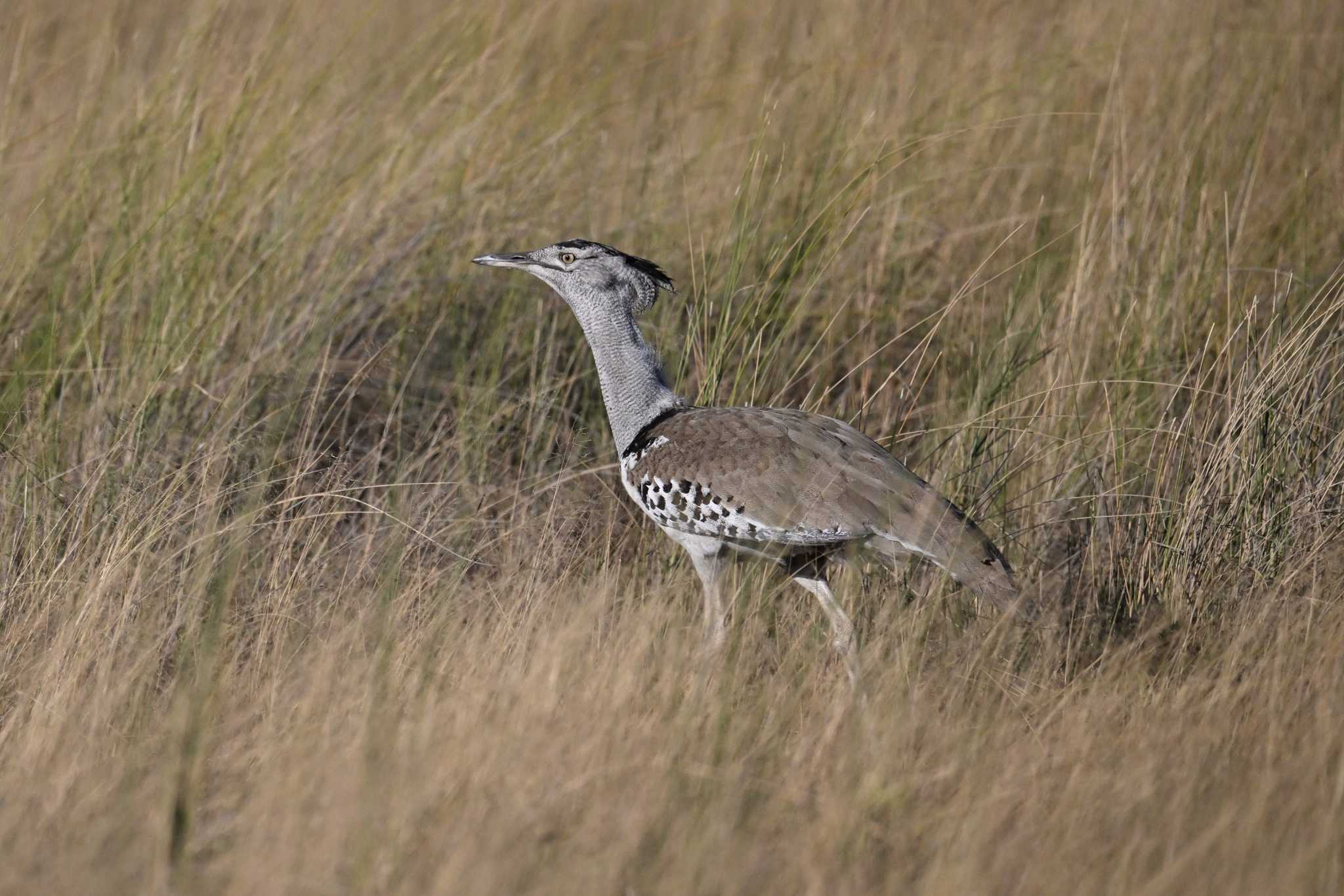 Photo of Kori Bustard at モレミ動物保護区(オカバンゴ・デルタ ) ボツワナ by servalrose