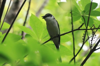 リュウキュウサンショウクイ ささやまの森公園(篠山の森公園) 2024年6月1日(土)