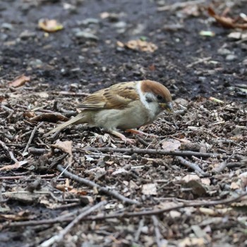 2024年6月4日(火) 都内の野鳥観察記録