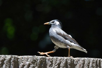 Mon, 6/3/2024 Birding report at Osaka Nanko Bird Sanctuary