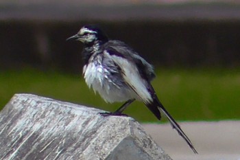 2024年6月4日(火) 佐倉の野鳥観察記録