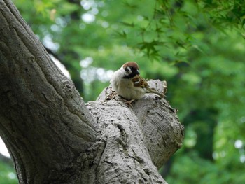 Tue, 6/4/2024 Birding report at Hibiya Park